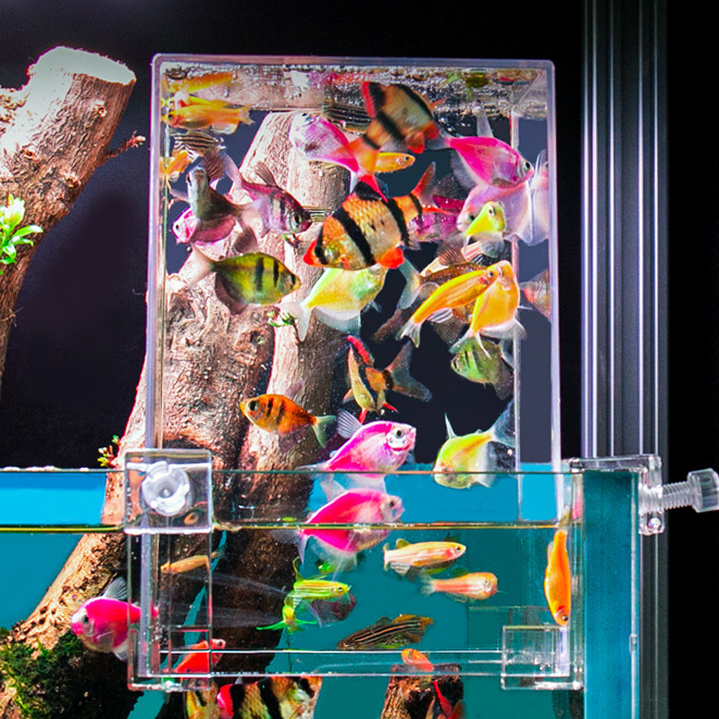 Box úp ngược VOONLINE